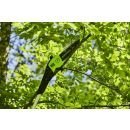 Greenworks GD60PS25 tyčová pila 60V s teleskopickým výložníkem a bezkartáčovým motorem